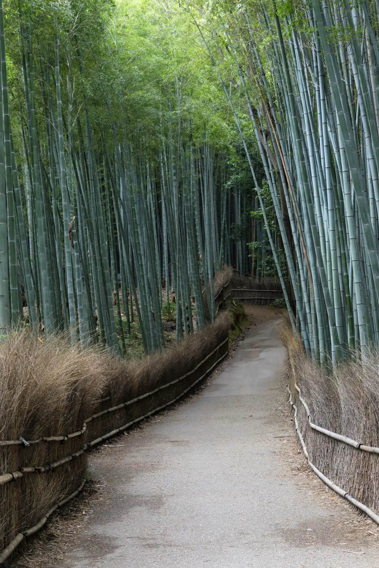 Arashiyama Bamboebos, Japan